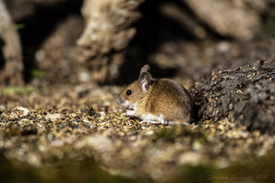 Topo selvatico (Apodemus sylvaticus) - Wild mouse