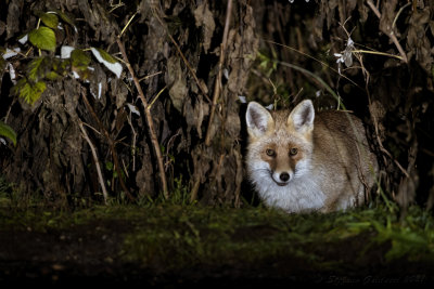 Volpe (Vulpes vulpes) - Red fox