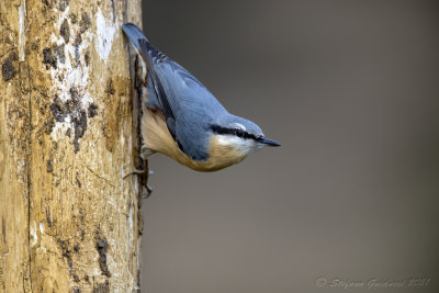 Picchio muratore (Sitta europaea) - Eurasian Nuthatch