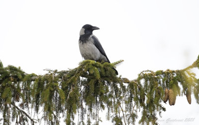 Cornacchia grigia (Corvus cornix) - Hooded Crow