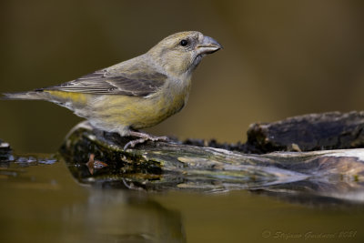 Crociere (Loxia curvirostra) - Red Crossbill