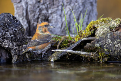 Crociere (Loxia curvirostra) - Red Crossbill