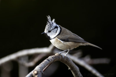 Cincia dal ciuffo (Lophophanes cristatus) - Crested Tit