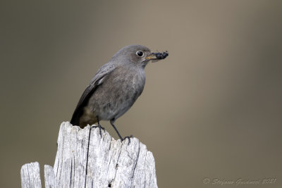 Codirosso spazzacamino (Phoenicurus ochruros) - Black Redstart