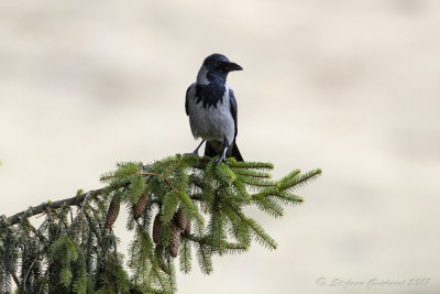 Cornacchia grigia (Corvus cornix) - Hooded Crow