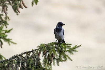 Cornacchia grigia (Corvus cornix) - Hooded Crow