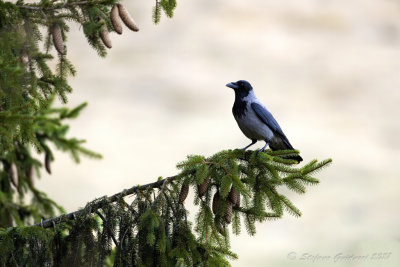 Cornacchia grigia (Corvus cornix) - Hooded Crow