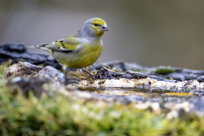 Venturone (Serinus citrinella) - Citril Finch