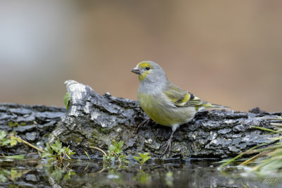 Venturone (Serinus citrinella) - Citril Finch