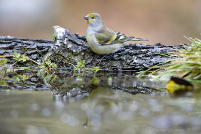 Venturone (Serinus citrinella) - Citril Finch