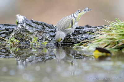 Venturone (Serinus citrinella) - Citril Finch