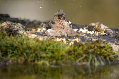 Fringuello (Fringilla coelebs) -Chaffinch