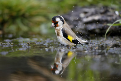 Cardellino (Carduelis carduelis) - European Goldfinch