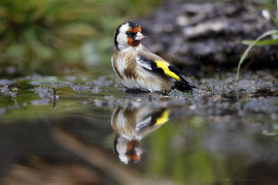 Cardellino (Carduelis carduelis) - European Goldfinch