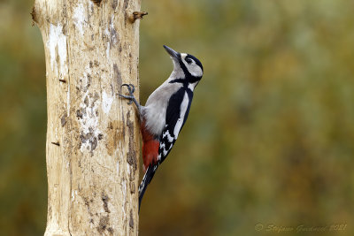 Picchio rosso maggiore (Dendrocopos major) - Great Spotted Woodpecker