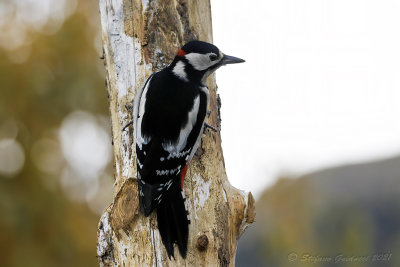 Picchio rosso maggiore (Dendrocopos major) - Great Spotted Woodpecker
