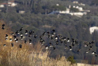 Pavoncella (Vanellus vanellus) - Northern Lapwing