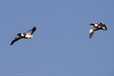 Volpoca (Tadorna tadorna) - Common Shelduck