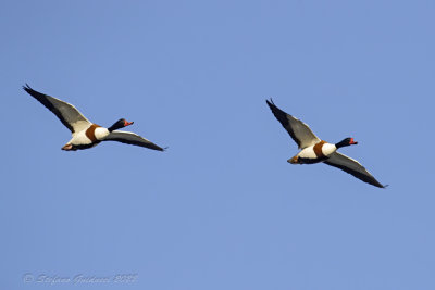 Volpoca (Tadorna tadorna) - Common Shelduck