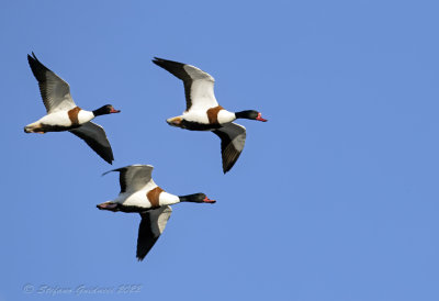 Volpoca (Tadorna tadorna) - Common Shelduck