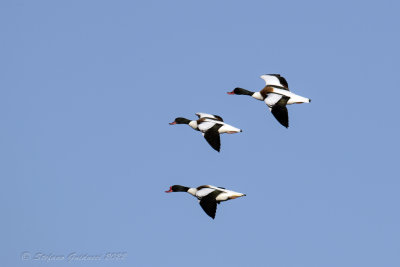 Volpoca (Tadorna tadorna) - Common Shelduck