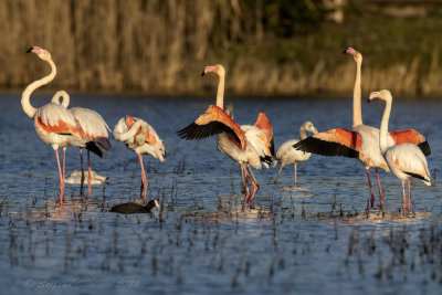 Fenicottero rosa (Phoenicopterus roseus) - Greater Flamingo