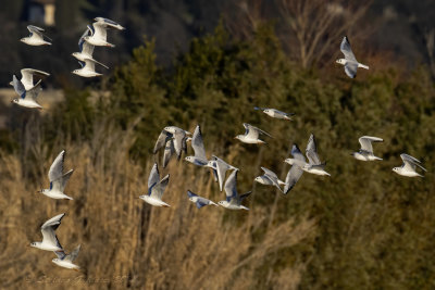 Gabbiano comune (Larus ridibundus) - Black-headed Gull