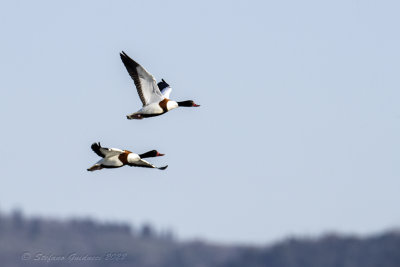 Volpoca (Tadorna tadorna) - Common Shelduck
