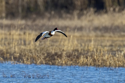 Volpoca (Tadorna tadorna) - Common Shelduck