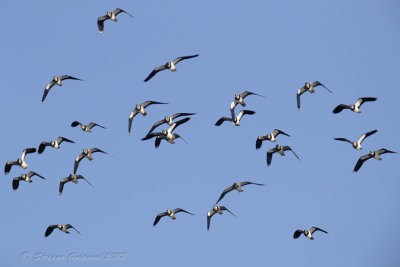 Pavoncella (Vanellus vanellus) - Northern Lapwing