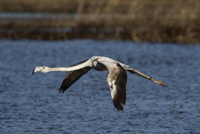 Fenicottero rosa (Phoenicopterus roseus) - Greater Flamingo