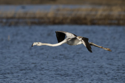 Fenicottero rosa (Phoenicopterus roseus) - Greater Flamingo