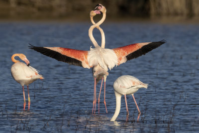Fenicottero rosa (Phoenicopterus roseus) - Greater Flamingo