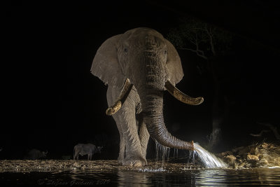 Elefante africano (Loxodonta africana)