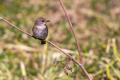 Pigliamosche	(Muscicapa striata) - Spotted Flycatcher