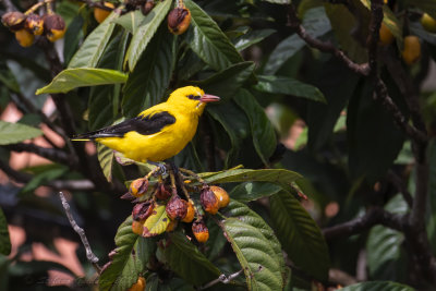 Rigogolo (Oriolus oriolus) - Eurasian Golden Oriole