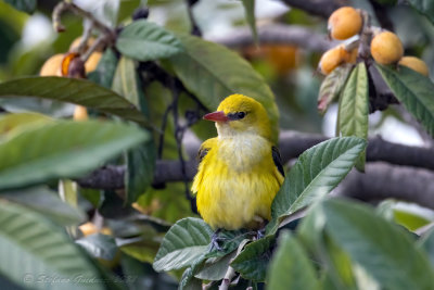 Rigogolo (Oriolus oriolus) - Eurasian Golden Oriole