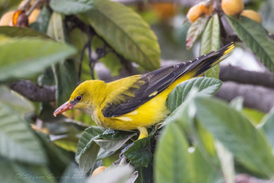 Rigogolo (Oriolus oriolus) - Eurasian Golden Oriole