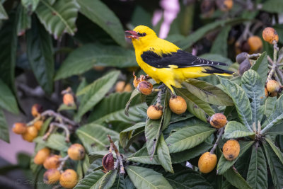 Rigogolo (Oriolus oriolus) - Eurasian Golden Oriole