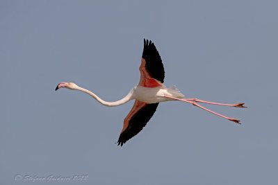 Fenicottero rosa (Phoenicopterus roseus) - Greater Flamingo