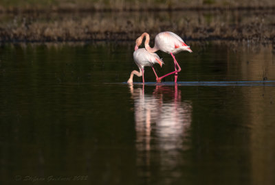 Fenicottero rosa (Phoenicopterus roseus) - Greater Flamingo