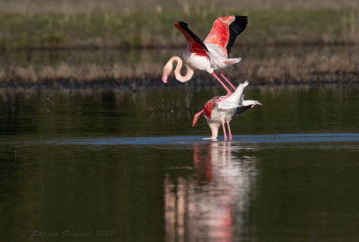 Fenicottero rosa (Phoenicopterus roseus) - Greater Flamingo
