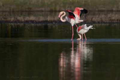 Fenicottero rosa (Phoenicopterus roseus) - Greater Flamingo
