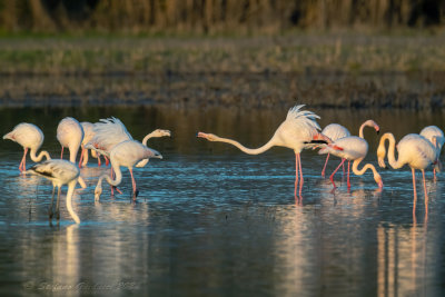 Fenicottero rosa (Phoenicopterus roseus) - Greater Flamingo