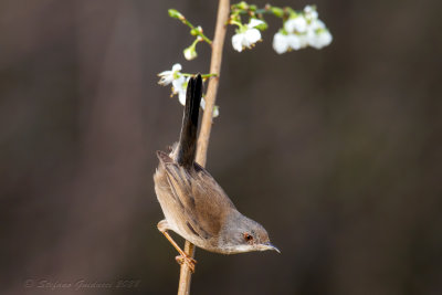 Occhiocotto ♀ (Sylvia melanocephala) - Sardinian Warbler