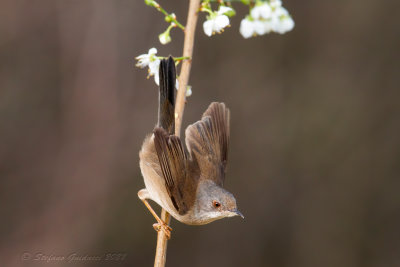 Occhiocotto ♀ (Sylvia melanocephala) - Sardinian Warbler