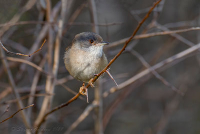 Occhiocotto ♀ (Sylvia melanocephala) - Sardinian Warbler
