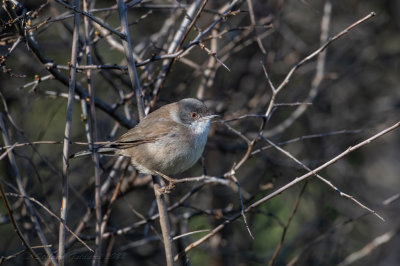 Occhiocotto ♀ (Sylvia melanocephala) - Sardinian Warbler