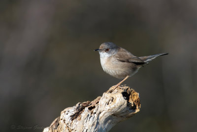 Occhiocotto ♀ (Sylvia melanocephala) - Sardinian Warbler