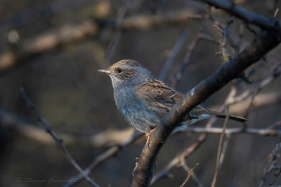 Passera scopaiola (Prunella modularis) - Dunnock